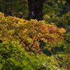 佛通寺紅葉＿借景