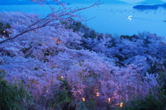 夜桜瀬戸内。。