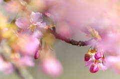 誘惑桜。。