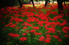 辻の彼岸花借景＿まじめに撮る（へへ）