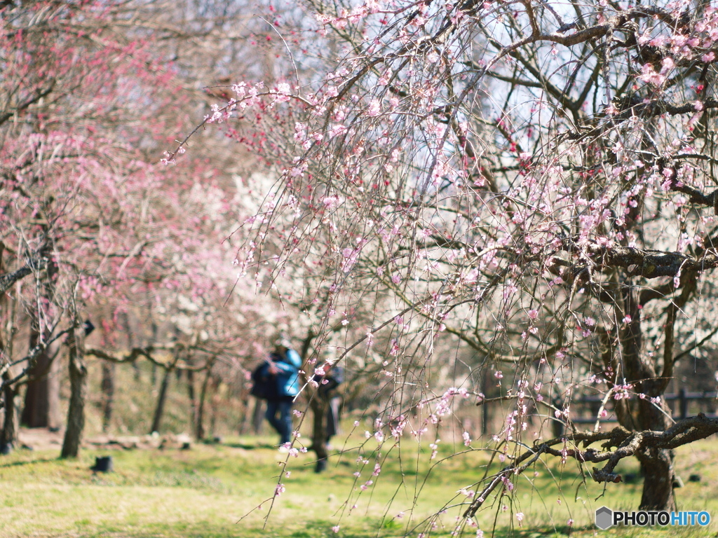庄原　備北丘陵公園２０