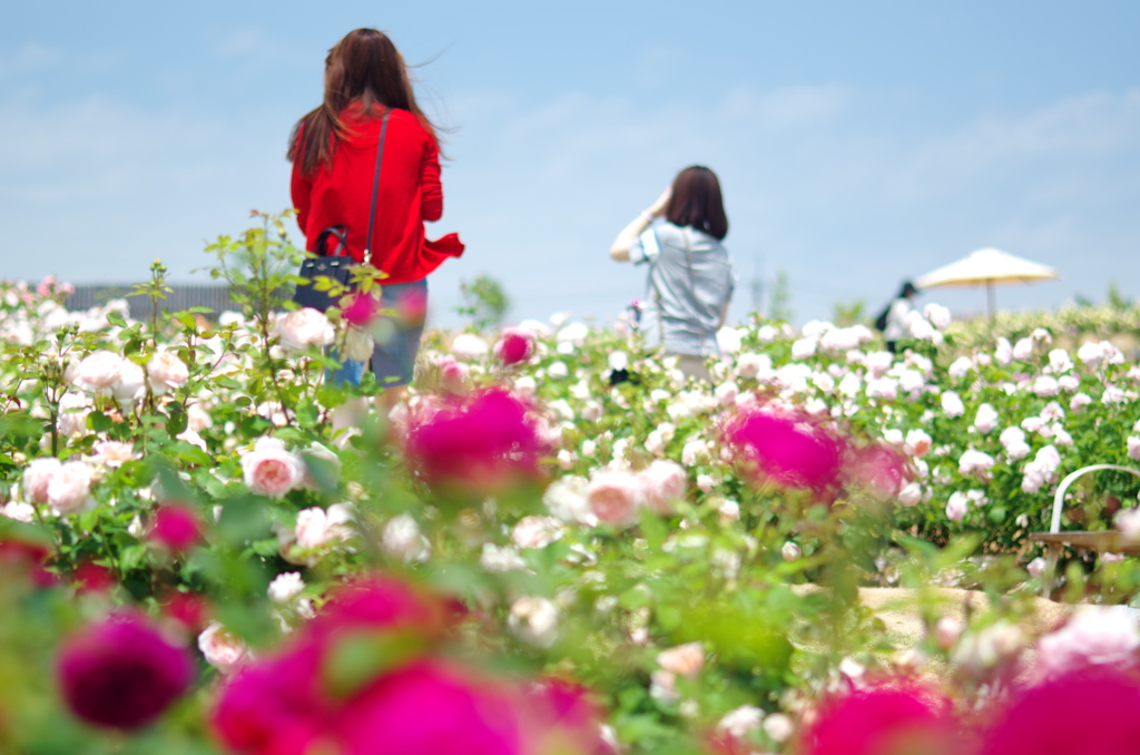 薔薇美人。。