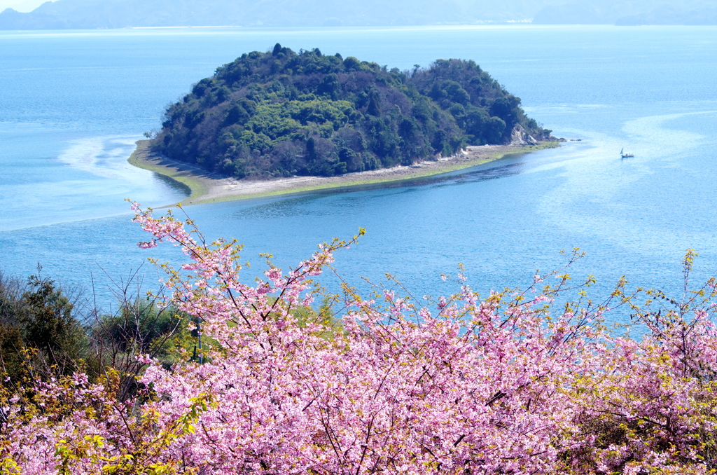 サクラとハート島