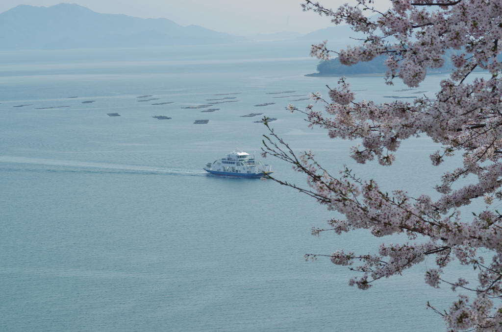 正福寺＿桜借景２