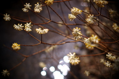 川面に咲く花。