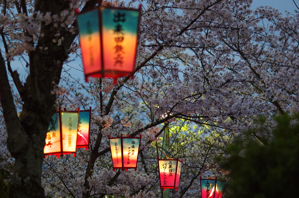 宵の桜。。