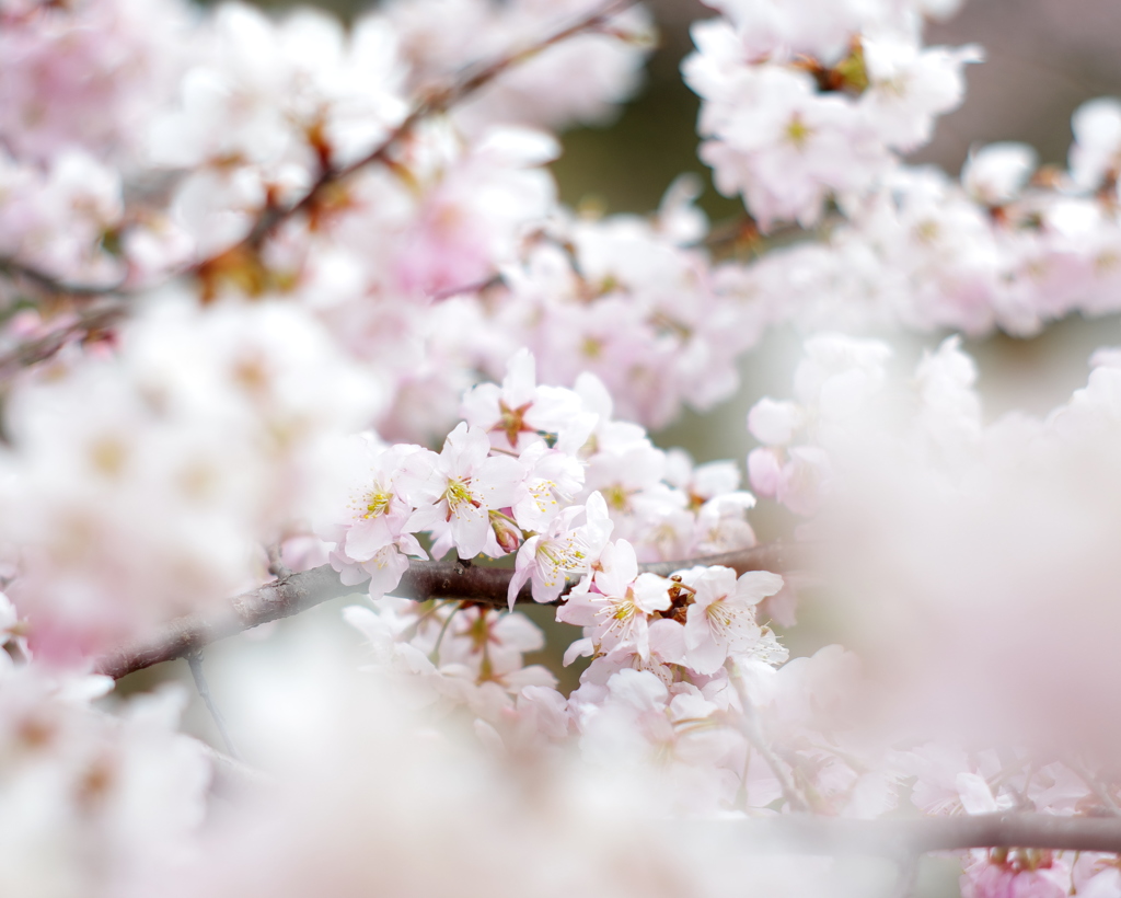 桜。五選（＾＾）