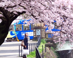 広島リバーサイド_桜。