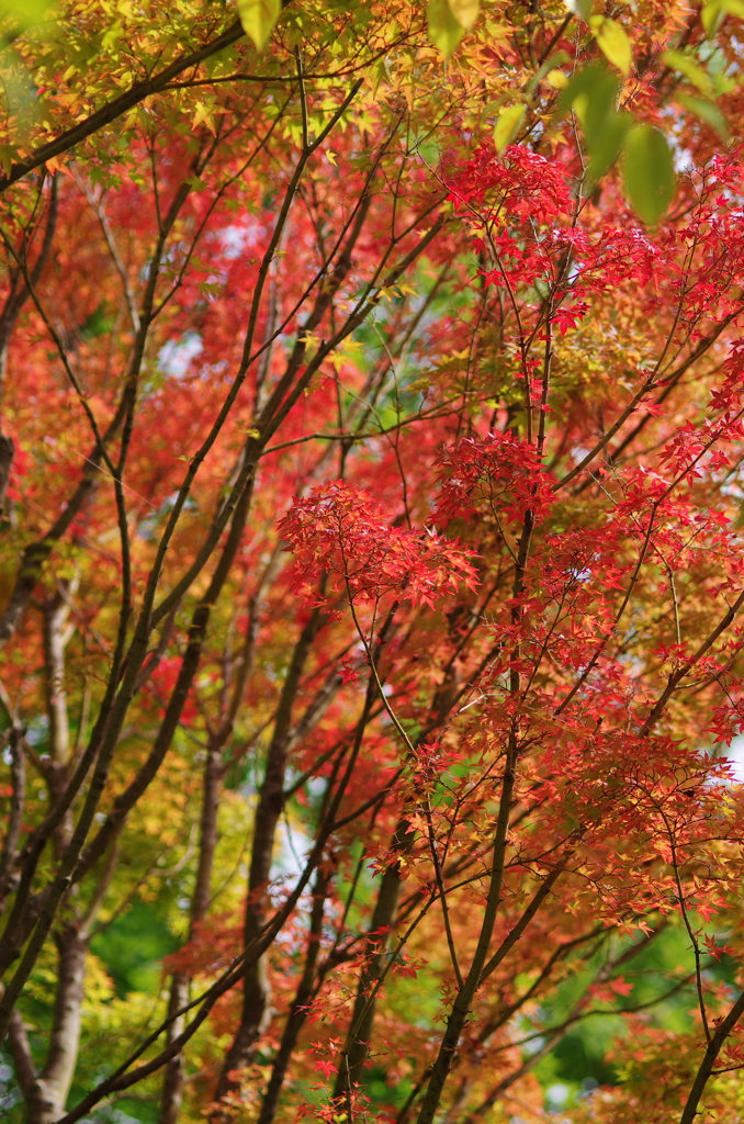 紅葉！。。