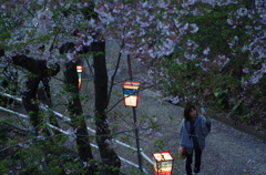 正福寺_夜桜９