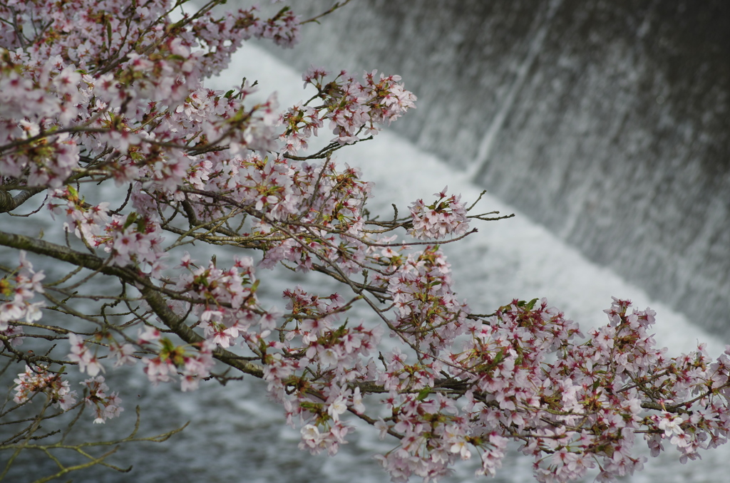 美波羅川_桜借景３