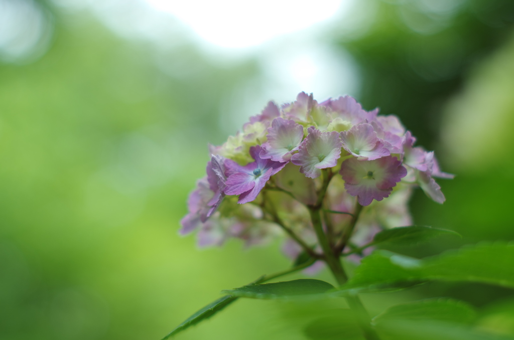 広島_三景園借景２