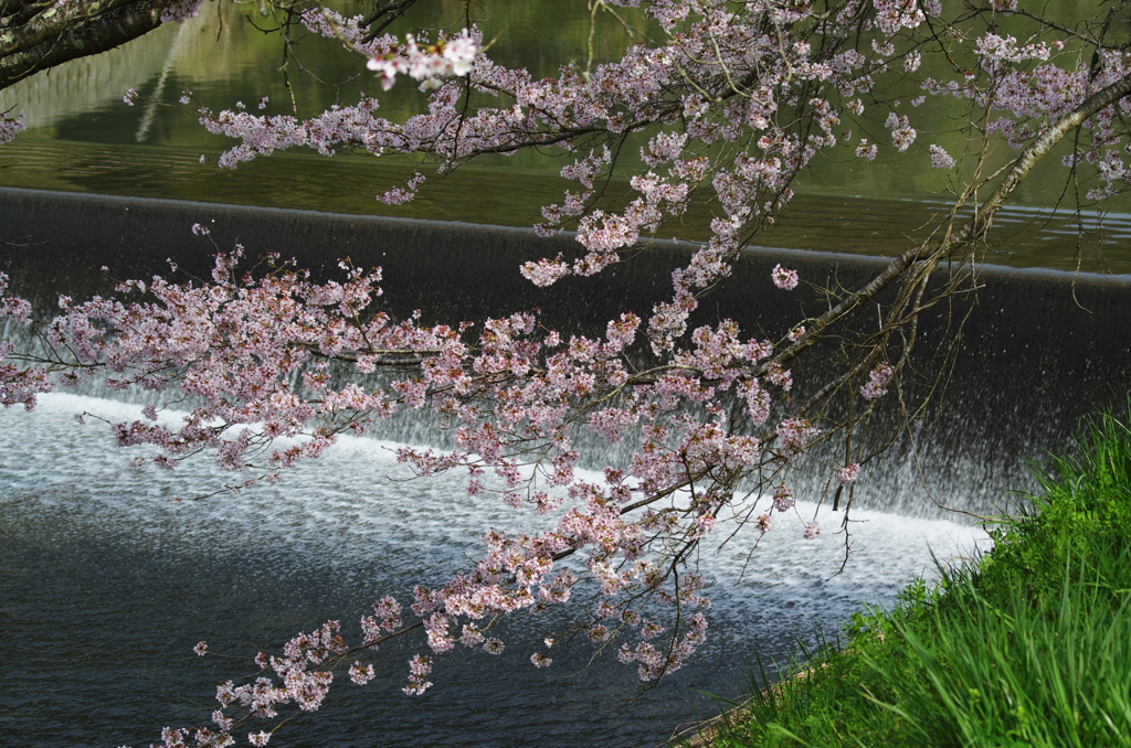 美波羅川_桜借景２