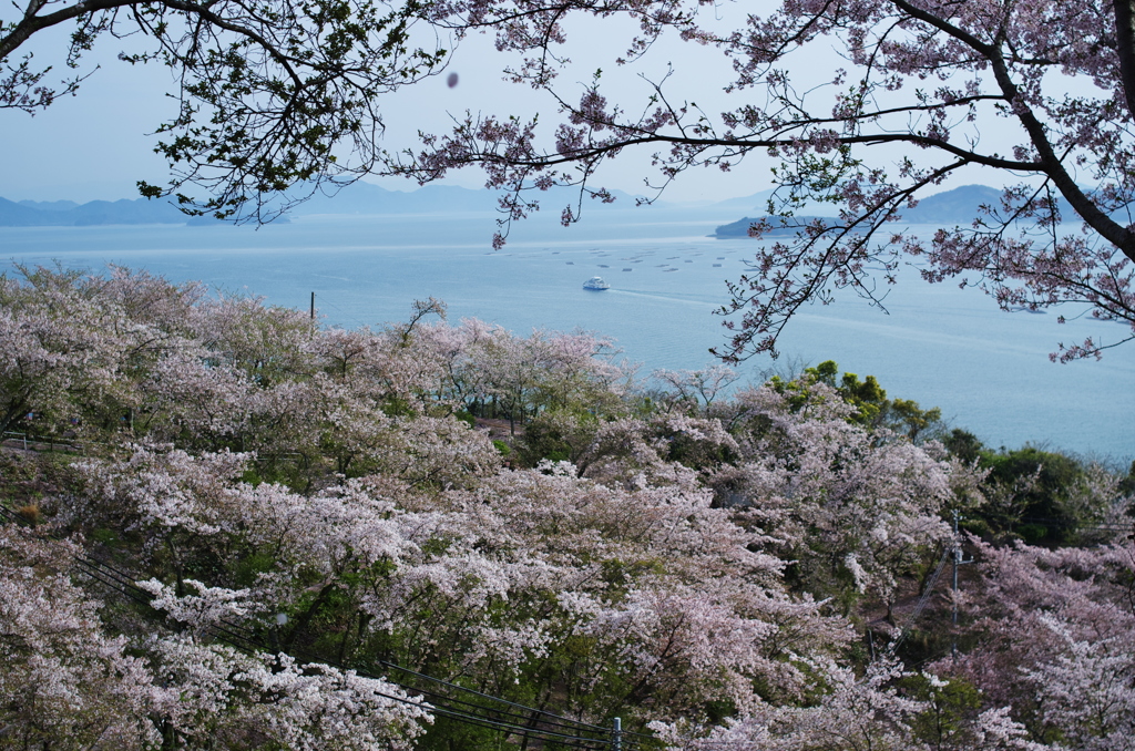 正福寺＿桜借景Ⅱ＿７