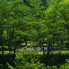 爽風＿初夏の彩り