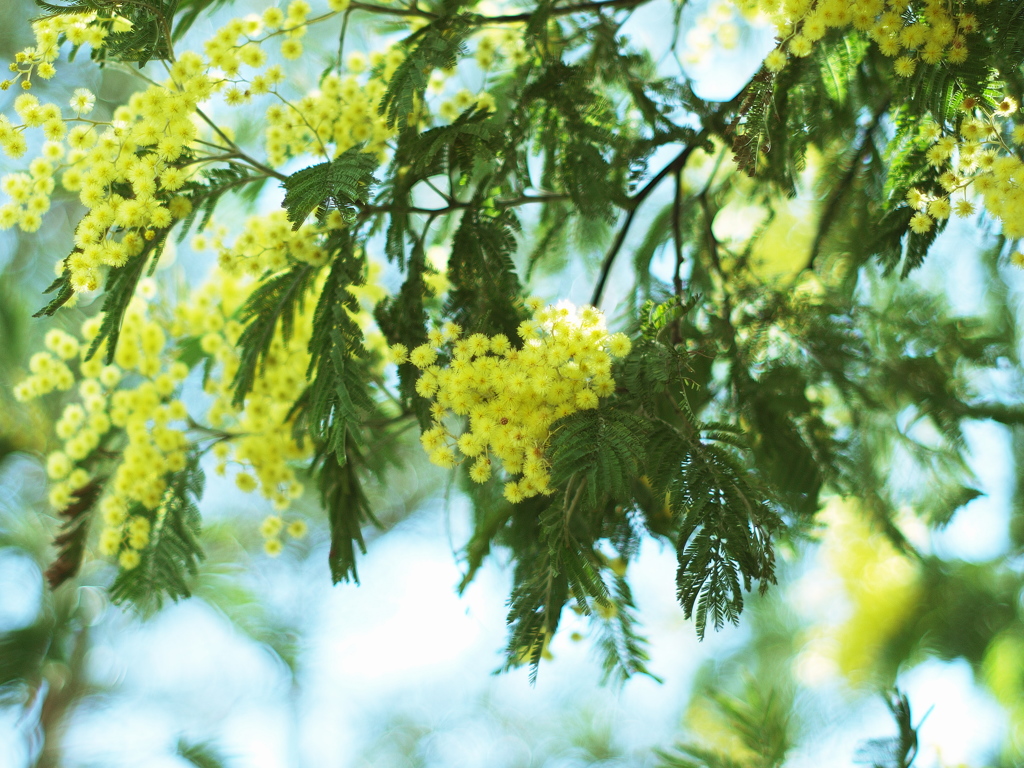 yellow１