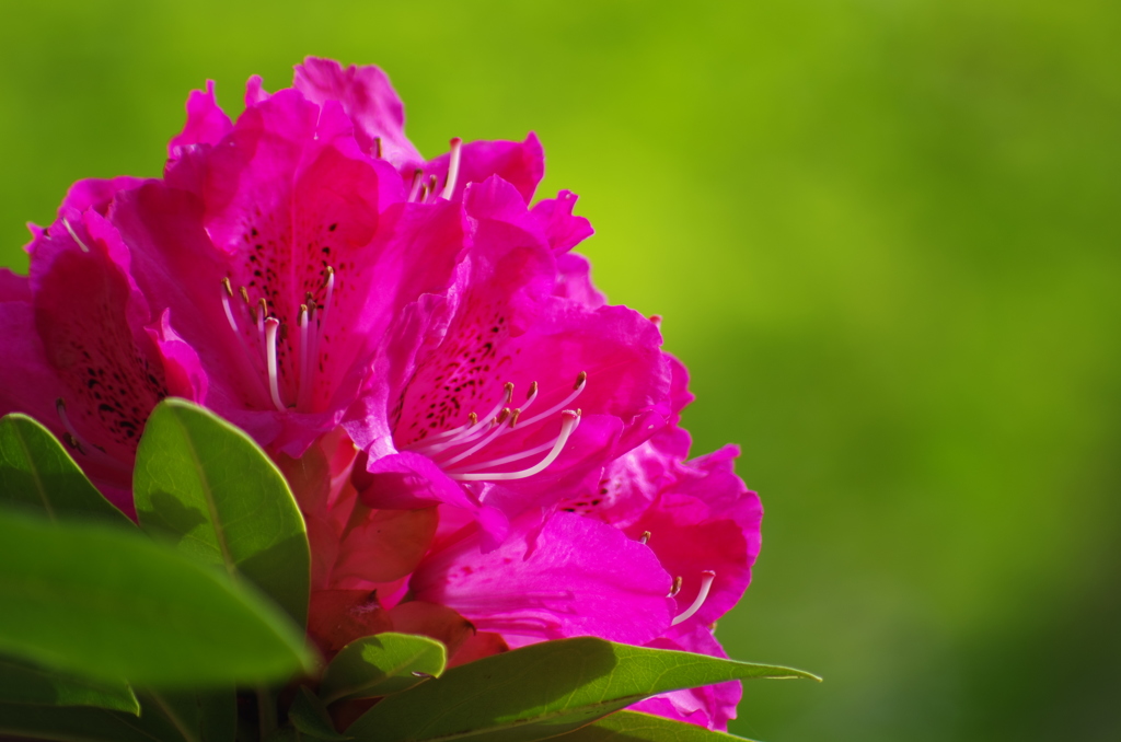 広島　福成寺＿石楠花６