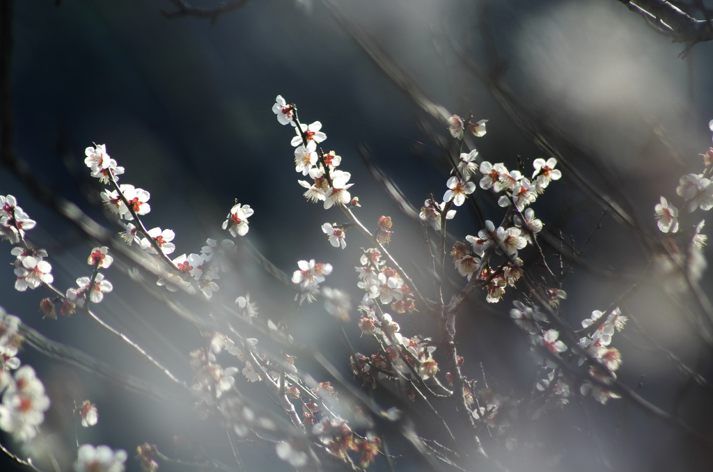 梅花咲く春。。