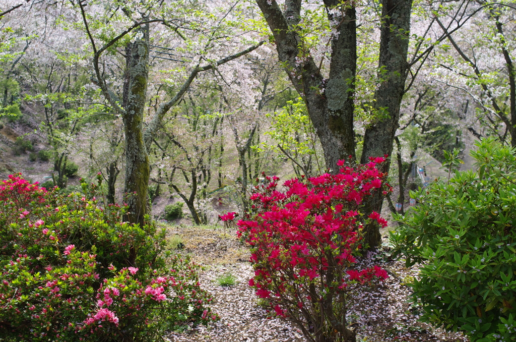 正福寺＿桜借景Ⅱ＿４