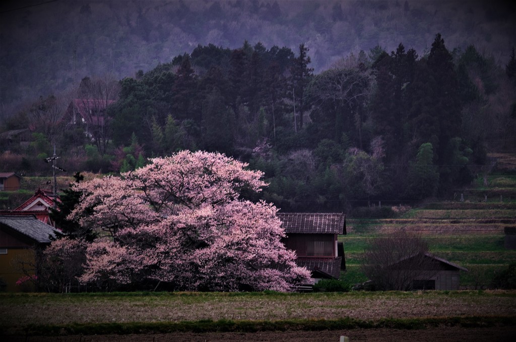 里山の桜。。