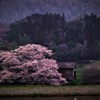 里山の桜。。