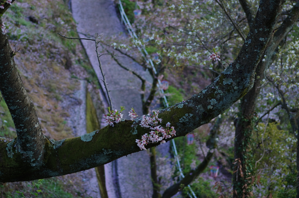 正福寺_夜桜６