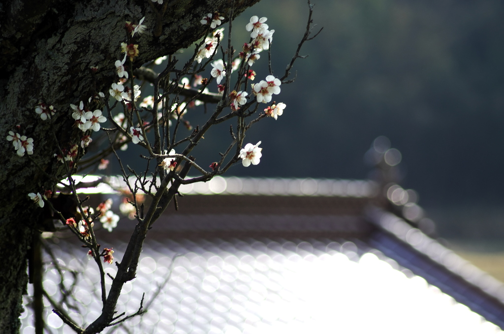 梅花と甍。。