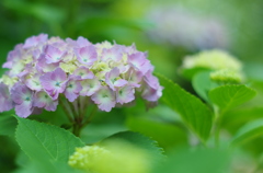 本気で撮る＿三景園９