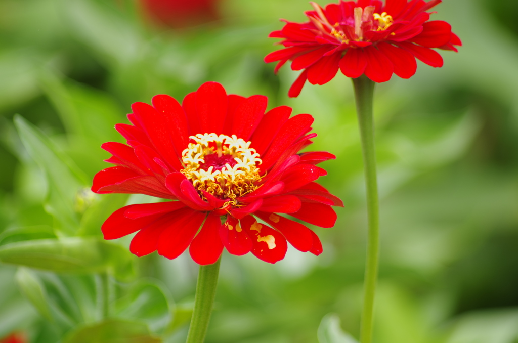 深紅。。