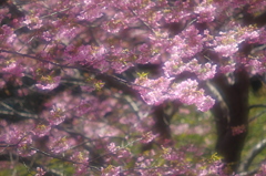 旬。かわず桜。。