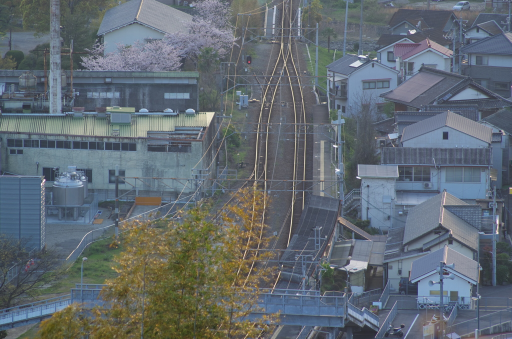 正福寺_夜桜５