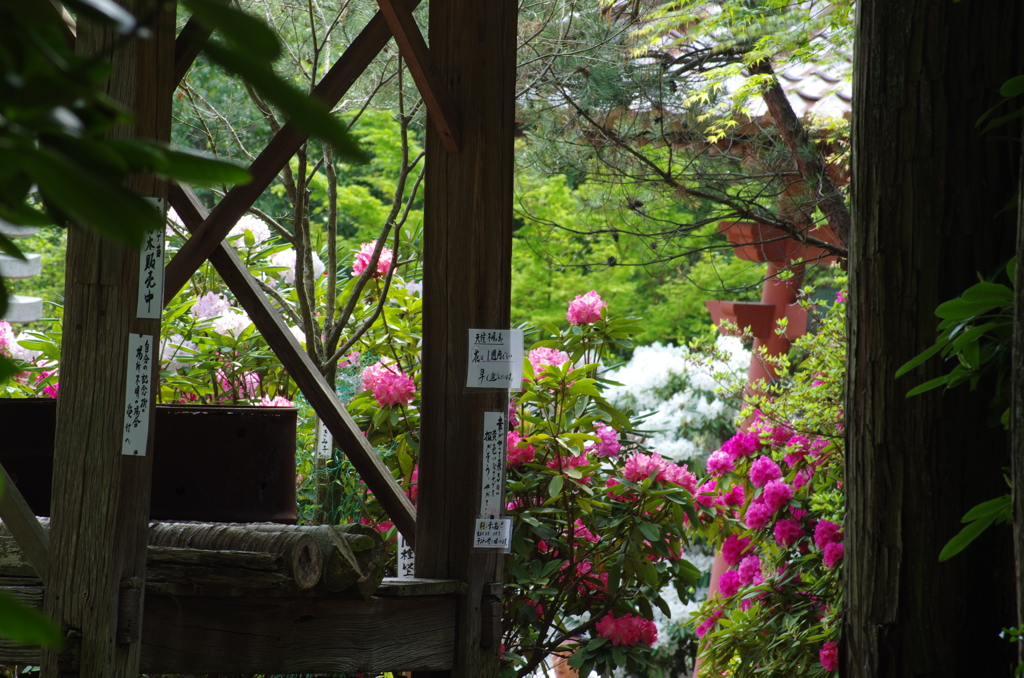 広島　福成寺＿石楠花３