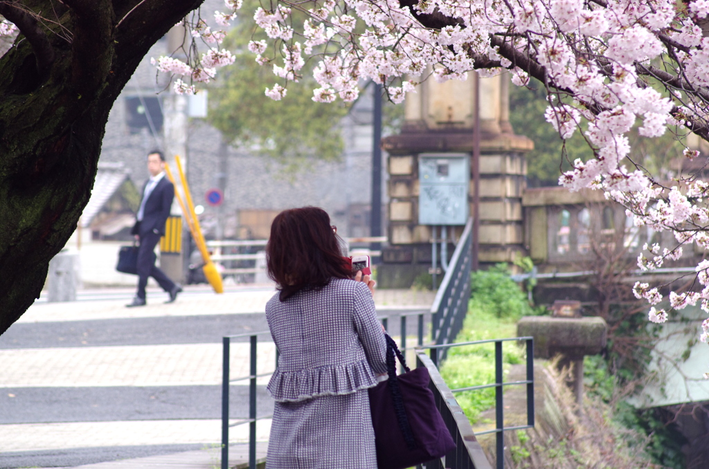 広島リバーサイド_桜。