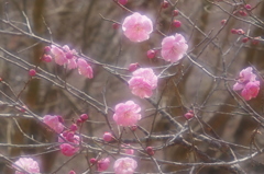 春のさきがけ。。