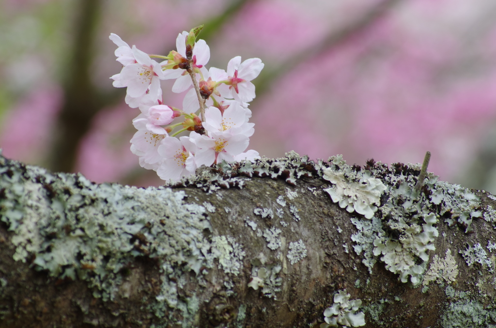 王道_桜を撮る11