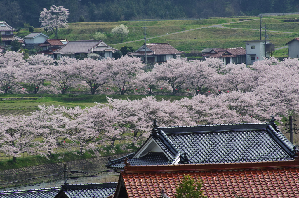 美波羅川_桜借景６