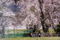 玉川家の枝垂れ桜。。