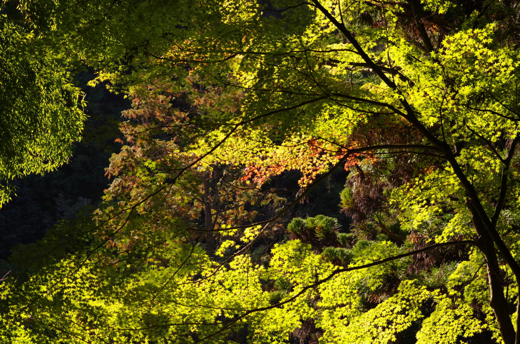 黄金と紅色。。。