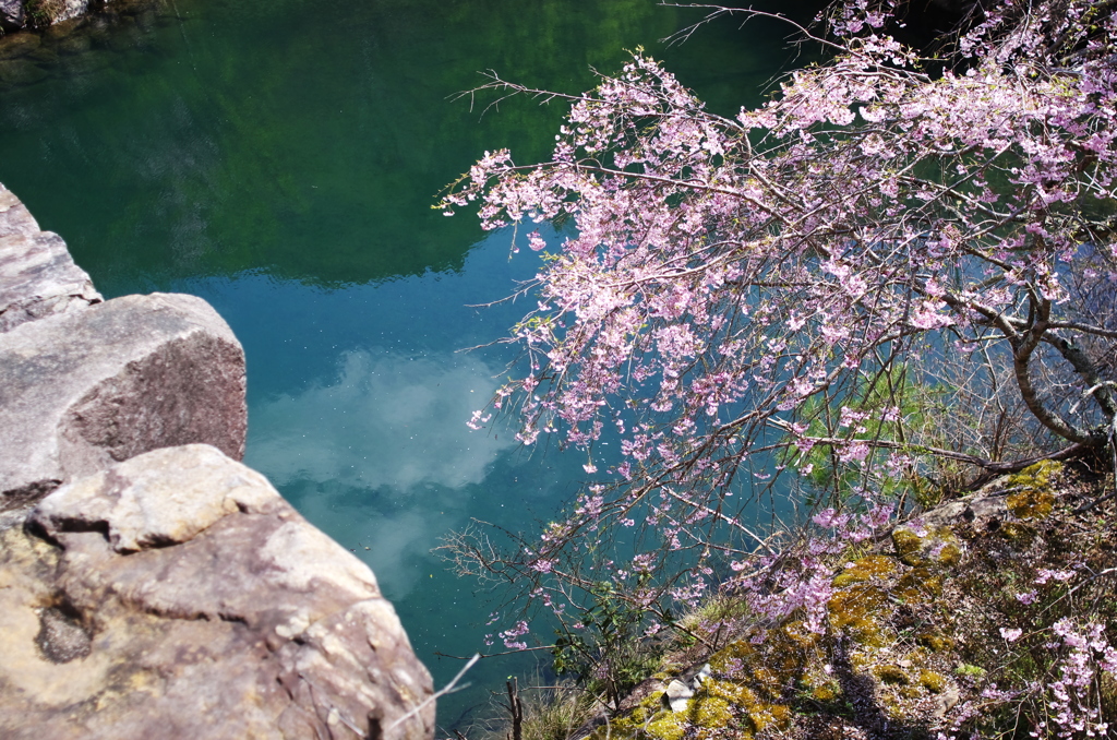 御調天満宮の枝垂れ。。