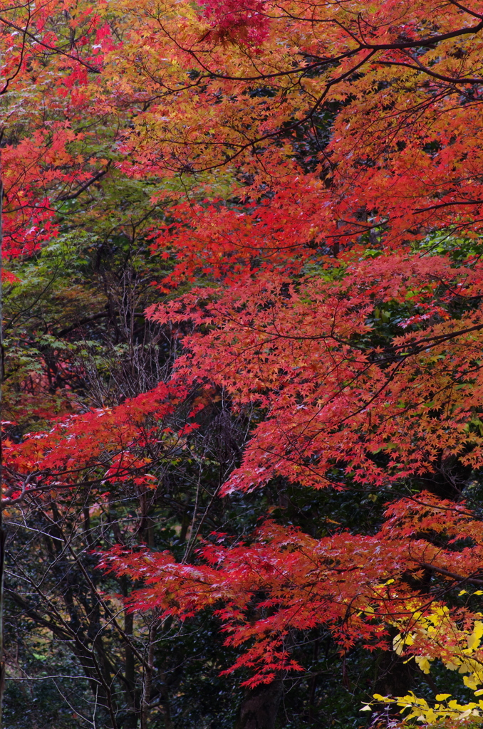 佛通寺_紅葉。。