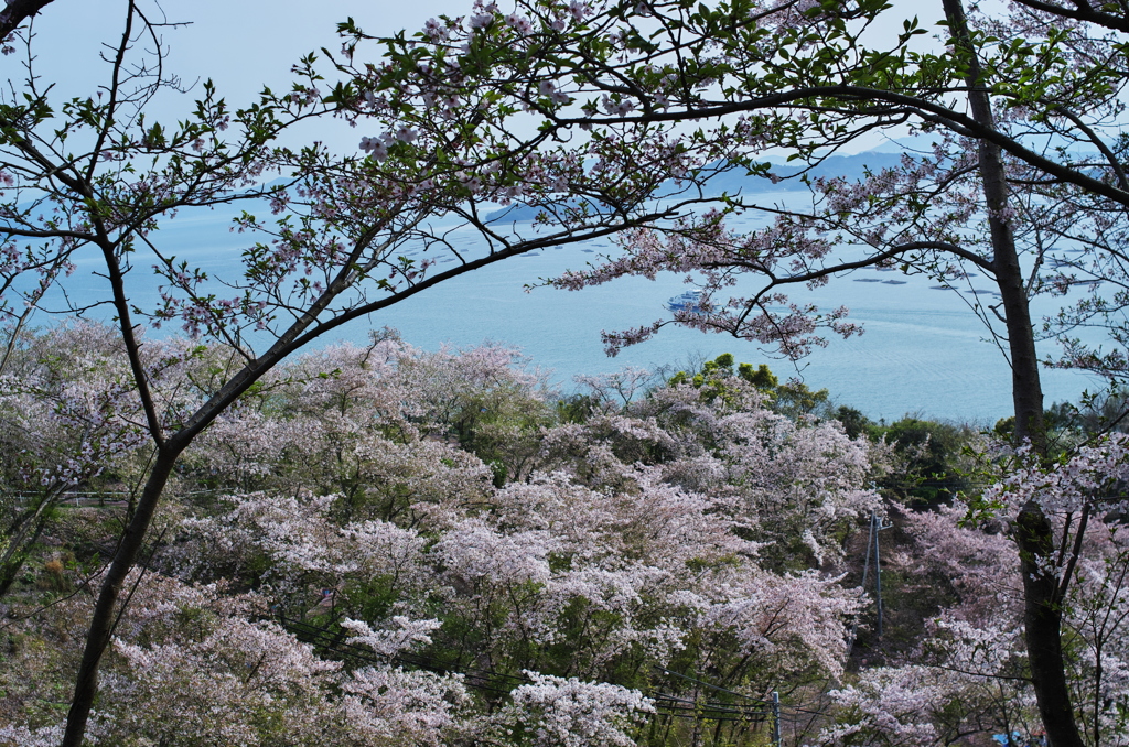 正福寺＿桜借景Ⅱ＿６