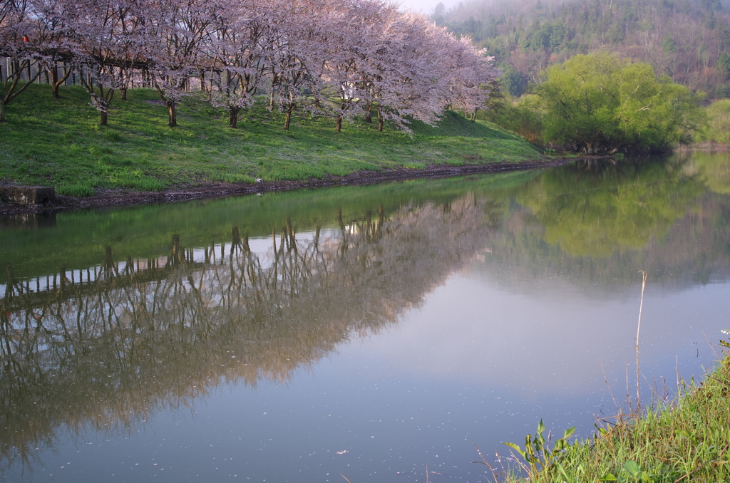 さくら堰堤。。