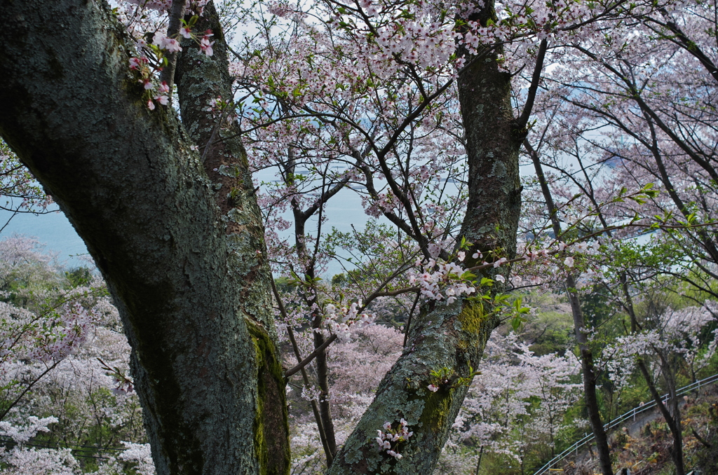正福寺＿桜借景Ⅱ＿５