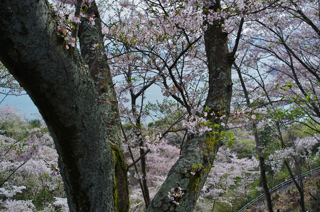 正福寺＿桜借景Ⅱ＿５