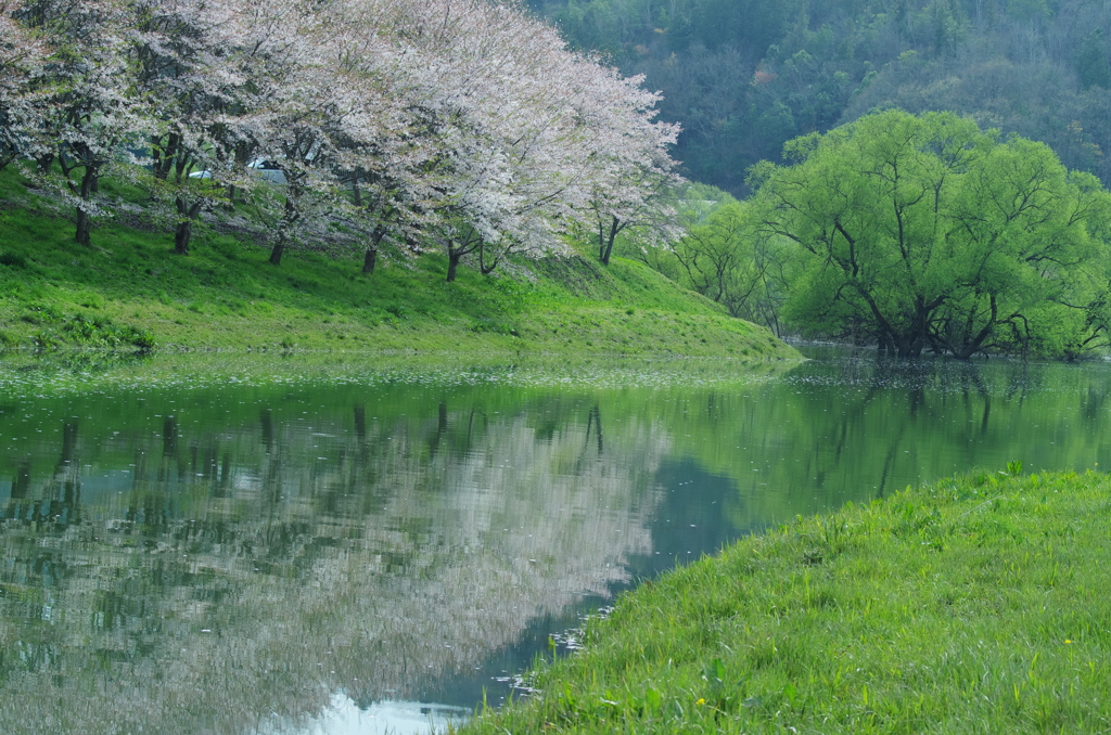 白龍湖＿桜借景２