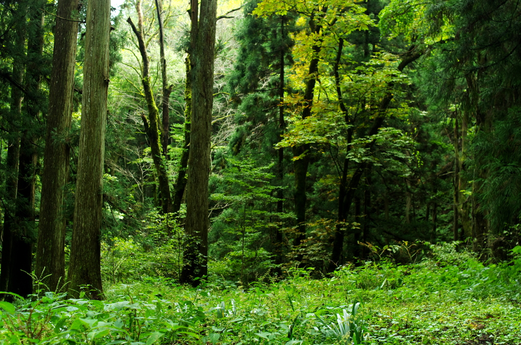 おまけ＿清涼感をあなたに（へへ）