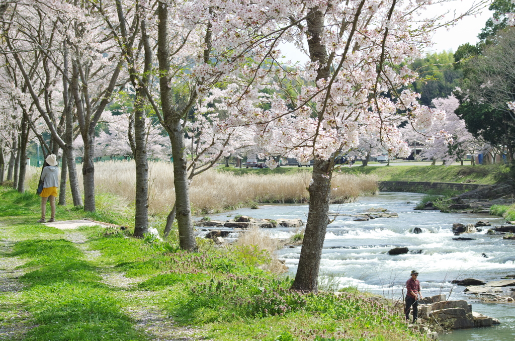 白龍湖＿桜借景４