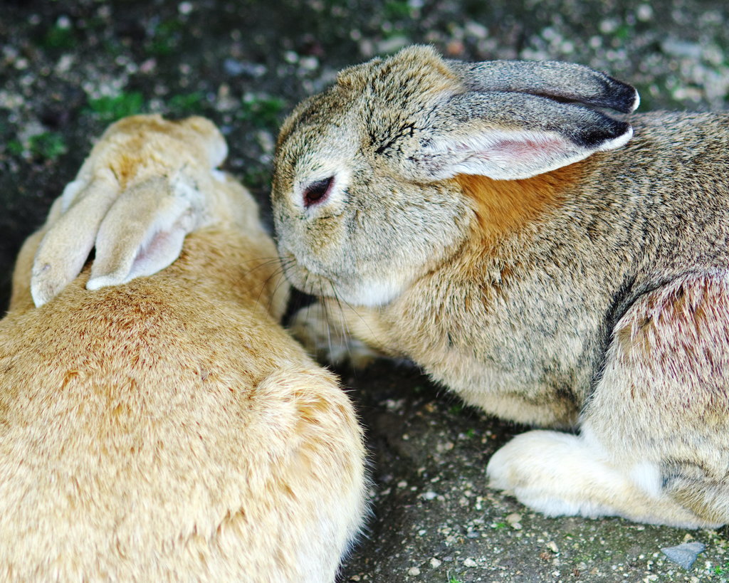 ウサギの楽園。