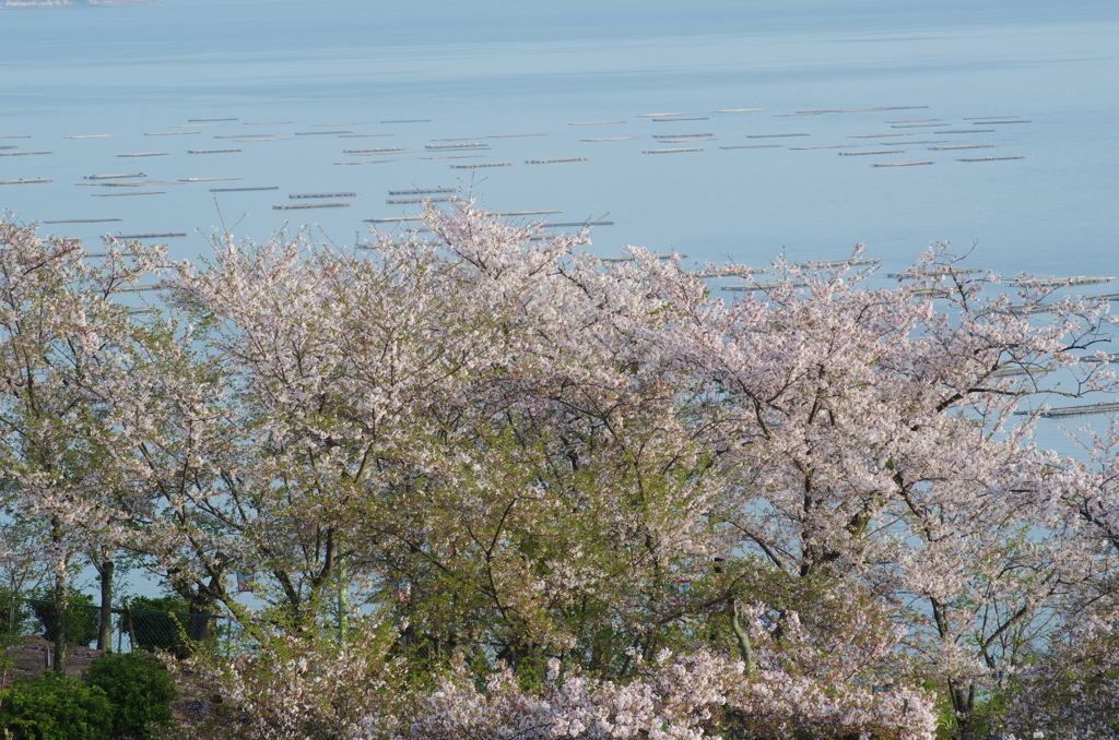 正福寺＿桜借景Ⅱ＿２