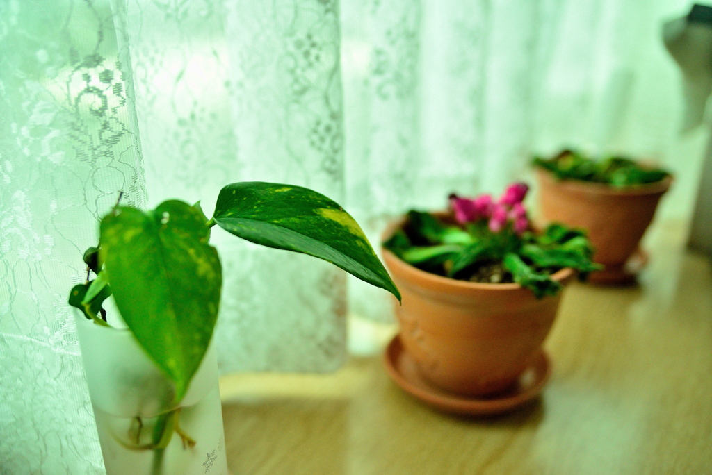 春待ち窓辺。。